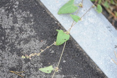 Fallopia convolvulus