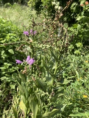 Physostegia virginiana