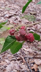 Rubus adenotrichos