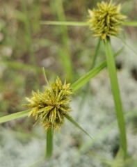 Cyperus manimae