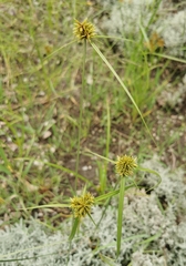 Cyperus manimae