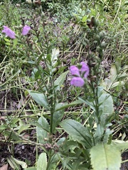 Physostegia virginiana