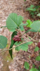 Rubus adenotrichos
