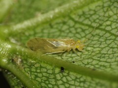 Xanthocaecilius