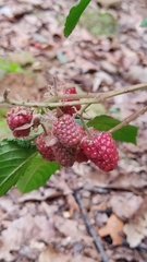 Rubus adenotrichos