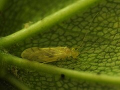 Xanthocaecilius