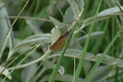 Ancyloxypha arene