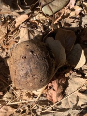 Andricus quercuscalifornicus