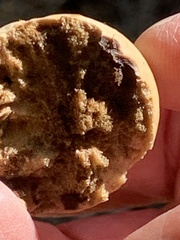 Andricus quercuscalifornicus