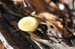 Pluteus hubregtseorum