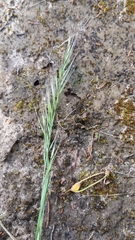 Festuca myuros