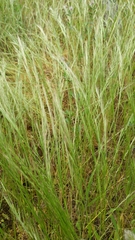 Festuca myuros