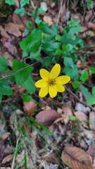 Bidens ostruthioides