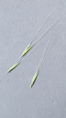 Festuca myuros