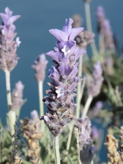 Lavandula dentata