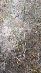 Festuca myuros