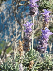 Lavandula dentata
