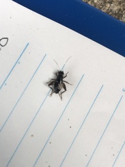 Polionemobius flavoantennalis