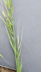 Festuca myuros
