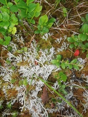 Cladonia rangiferina
