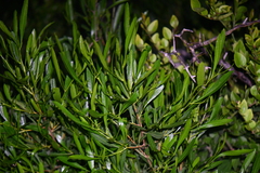 Magnoliopsida