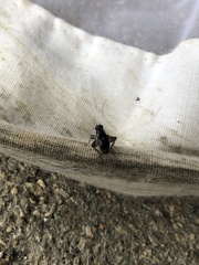 Polionemobius flavoantennalis