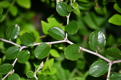 Ziziphus