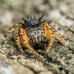 Phidippus mystaceus