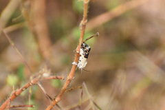 Acontiini