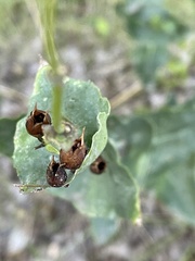 Penstemon pseudospectabilis