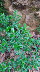Baccharis conferta