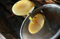 Pluteus hubregtseorum