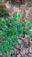 Baccharis conferta