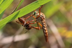 Diogmites angustipennis
