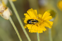 Acmaeodera scalaris