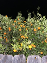 Citrus × microcarpa