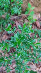 Baccharis conferta
