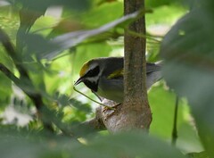 Vermivora chrysoptera