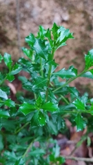 Baccharis conferta