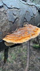 Pycnoporellus fulgens