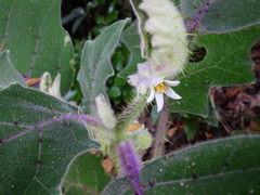 Solanum lasiocarpum