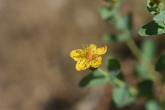 Hypericum scouleri