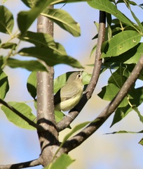 Vireo