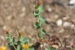 Hypericum scouleri