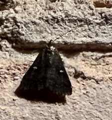 Tetanolita mynesalis