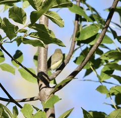 Vireo