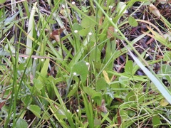Eriocaulaceae