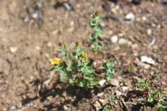 Hypericum scouleri