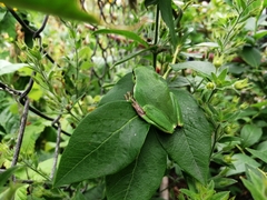 Hyla arborea