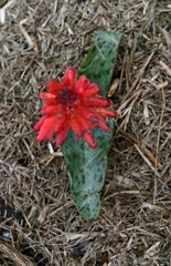 Lachenalia bulbifera